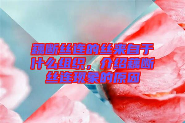 藕斷絲連的絲來自于什么組織，介紹藕斷絲連現(xiàn)象的原因