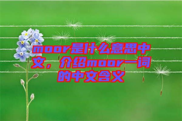 moor是什么意思中文，介紹moor一詞的中文含義