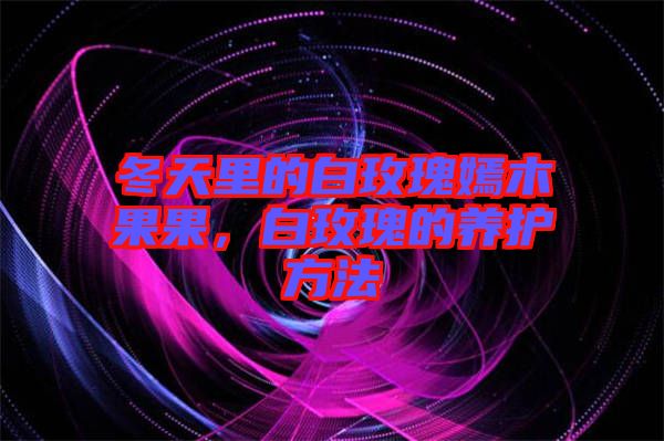 冬天里的白玫瑰嫣木果果，白玫瑰的養(yǎng)護方法