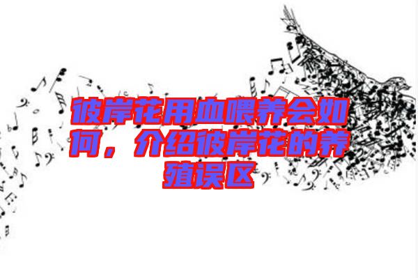 彼岸花用血喂養(yǎng)會如何，介紹彼岸花的養(yǎng)殖誤區(qū)