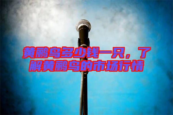黃鸝鳥多少錢一只，了解黃鸝鳥的市場(chǎng)行情