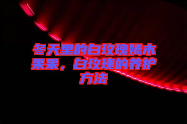 冬天里的白玫瑰嫣木果果，白玫瑰的養(yǎng)護(hù)方法