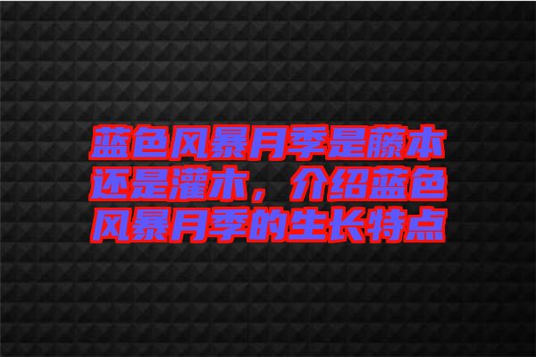 藍色風(fēng)暴月季是藤本還是灌木，介紹藍色風(fēng)暴月季的生長特點