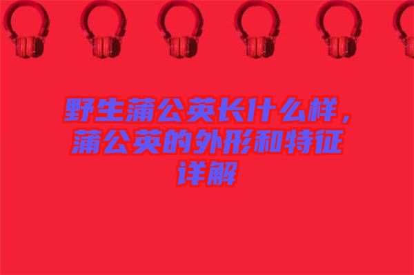 野生蒲公英長什么樣，蒲公英的外形和特征詳解